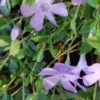 Vinca minor Josephine, pianta da esterno