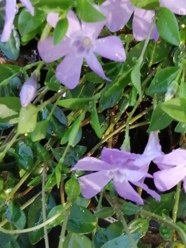 Vinca minor Josephine, pianta da esterno