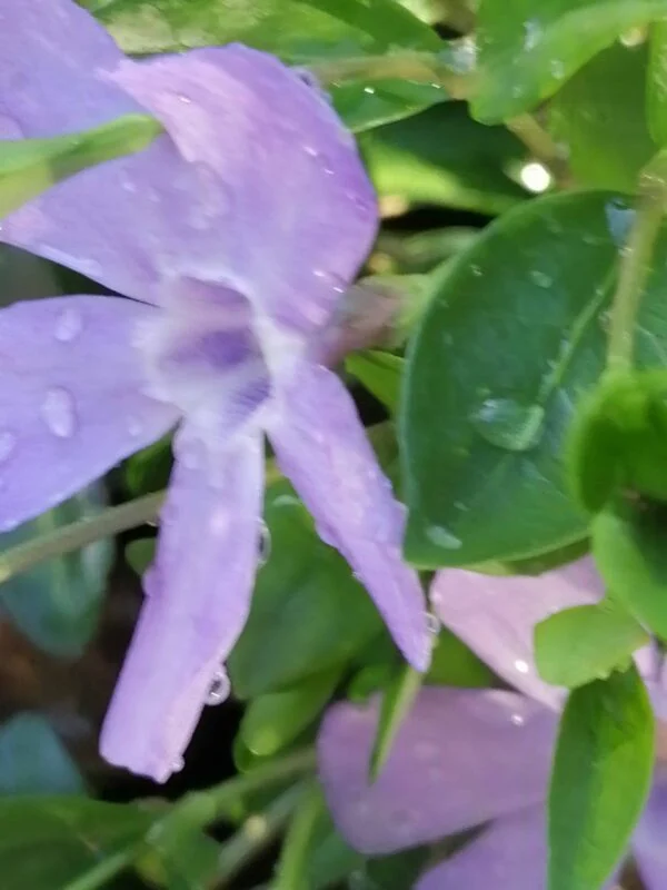 Vinca minor Josephine, foto 2