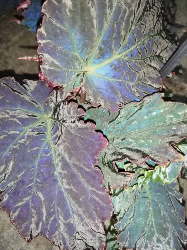 Begonia Royal Velour, foto 2