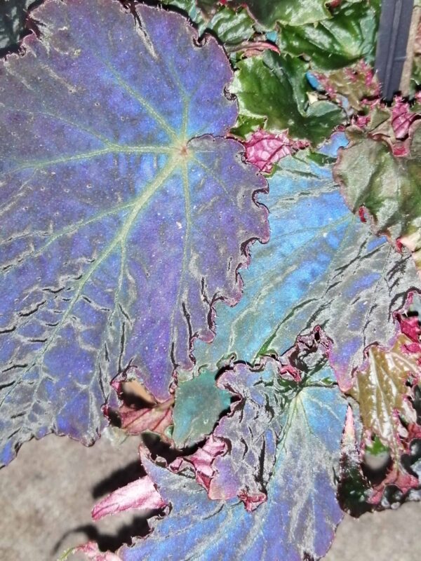 Begonia Royal Velour, foto 3