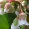 Bergenia Bressingham White, pianta da esterno