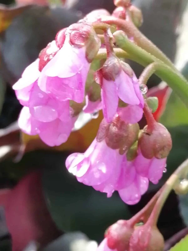 Bergenia cordifolia Winterglut, pianta da esterno