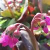 Bergenia Eroika, pianta da esterno