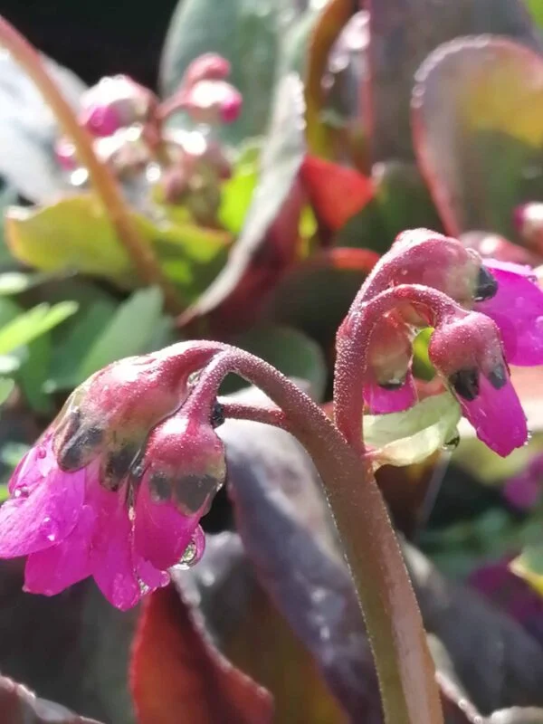 Bergenia Eroika, pianta da esterno