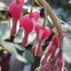 Dicentra spectabilis, pianta da esterno