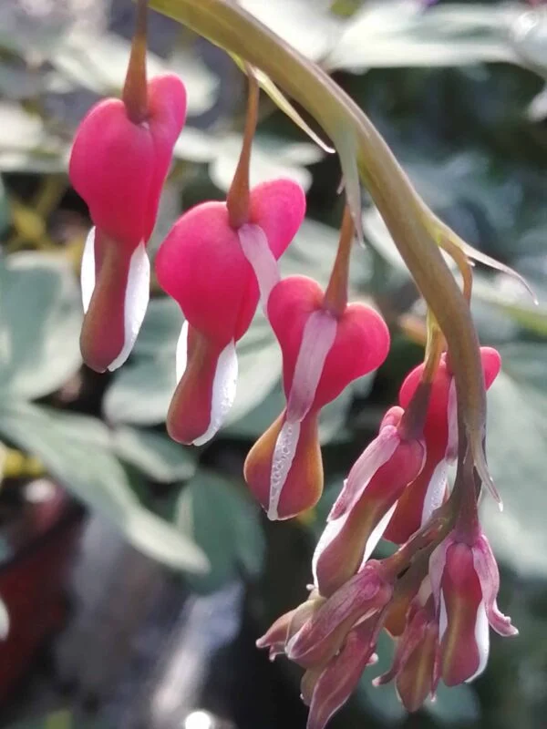 Dicentra spectabilis, pianta da esterno