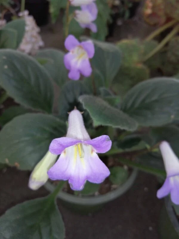 Streptocarpus Purpelina viola, Primulina Purpelina, foto 2