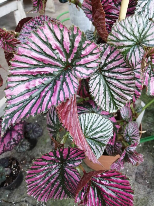 Begonia brevirimosa subs. exotica, foto 2