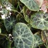Begonia goegoensis, N.E. Brown, pianta da interno