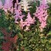Astilbe x arendsii, pianta da esterno