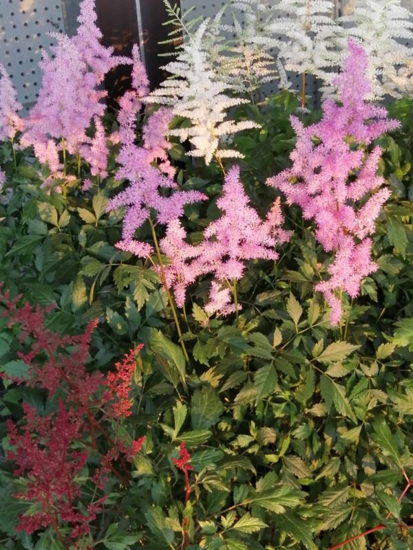 Astilbe x arendsii, pianta da esterno