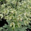 Euphorbia characias Silver Swan(R), pianta da esterno