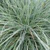 Festuca glauca Immense Blue, pianta da esterno