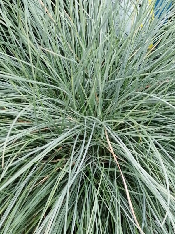 Festuca glauca Immense Blue, pianta da esterno