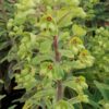 Euphorbia x martinii Ascot Rainbow (R), pianta da esterno