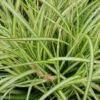 Carex oshimensis Eversheen, pianta da esterno