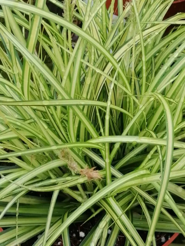 Carex oshimensis Eversheen, pianta da esterno