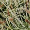 Carex oshimensis Evergold, pianta da esterno
