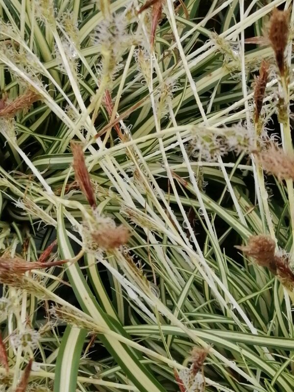Carex oshimensis Evergold, pianta da esterno