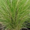 Stipa tenuissima Pony Tails, pianta da esterno