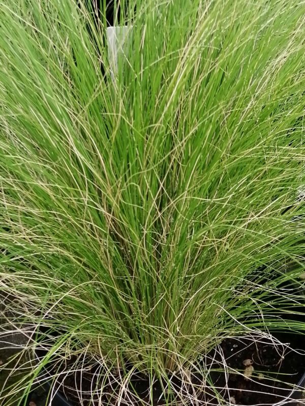 Stipa tenuissima Pony Tails, pianta da esterno