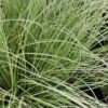 Carex comans Frosted Curls, pianta da esterno