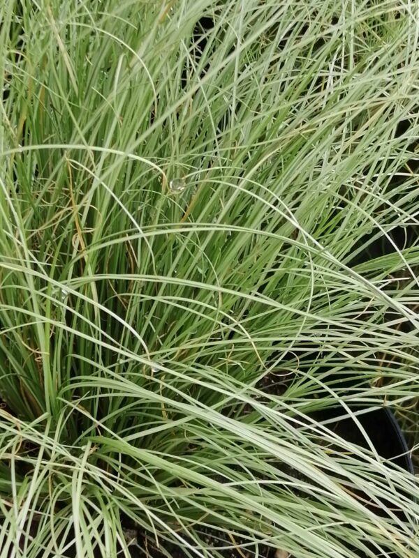 Carex comans Frosted Curls, pianta da esterno