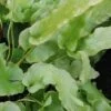 Asplenium scolopendrium, Phyllitis scolopendrium, pianta da esterno