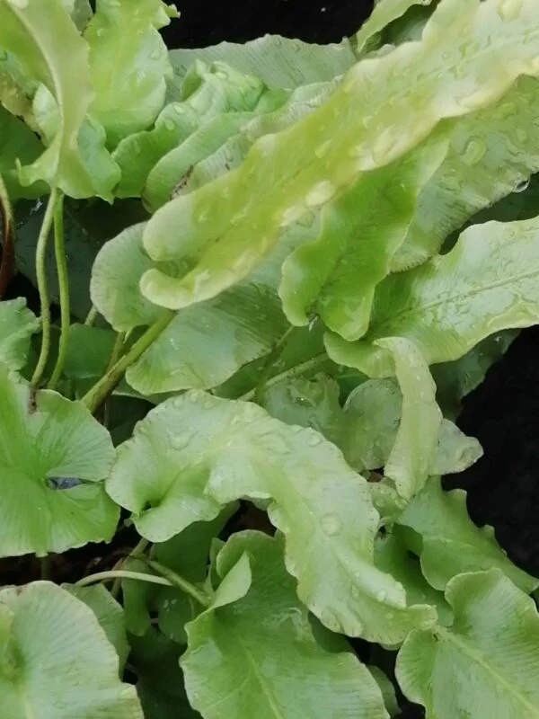 Asplenium scolopendrium, Phyllitis scolopendrium, pianta da esterno