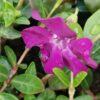 Vinca minor Rubra, pianta da esterno