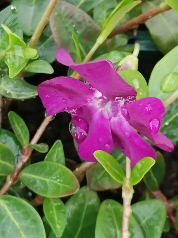 Vinca minor Rubra, pianta da esterno