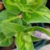 Vinca major Reticulata, pianta da esterno