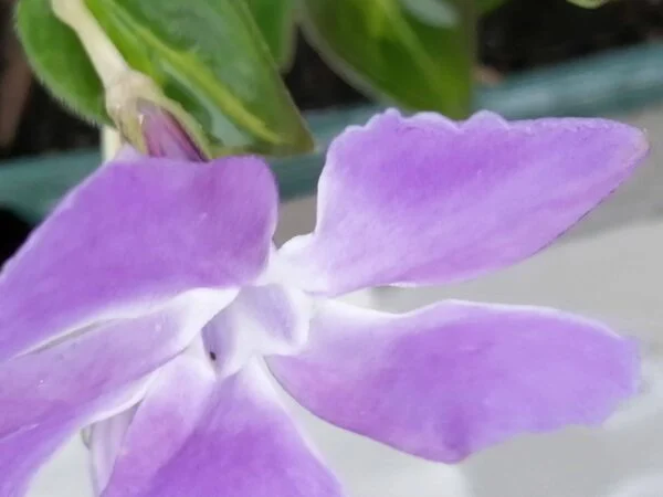 Vinca major Reticulata, foto 2