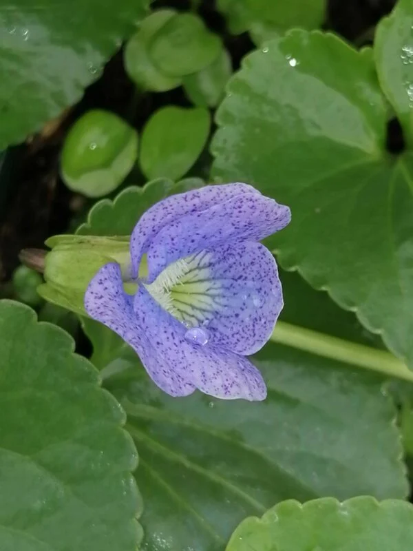 Viola sororia Dark Freckles, pianta da esterno