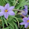 Ipheion uniflorum Jesse, pianta da esterno