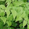 Cyrtomium fortunei var. clivicola, pianta da interno e da esterno