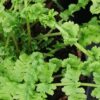 Athyrium filix-femina Frizelliae, pianta da esterno