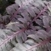 Athyrium niponicum var. pictum Metallicum, pianta da interno