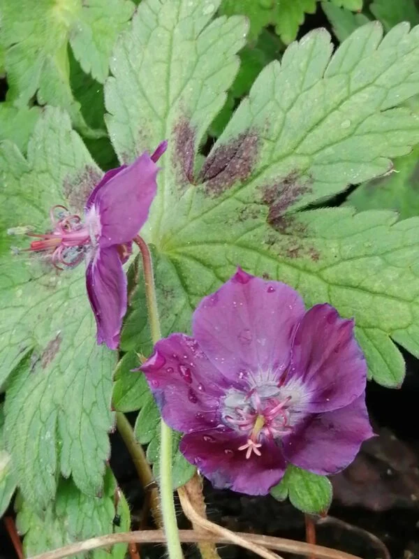 Geranium phaeum Raven, foto 2