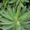 Euphorbia characias, pianta da esterno