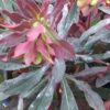 Euphorbia amygdaloides Purpurea, pianta da esterno