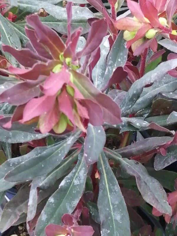 Euphorbia amygdaloides Purpurea, pianta da esterno