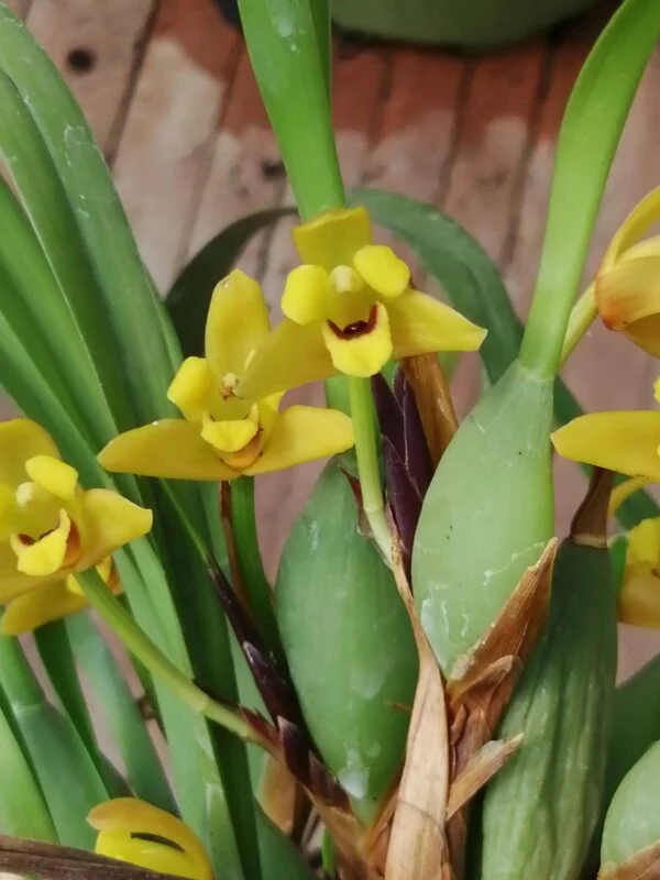 Maxillaria variabilis, pianta da interno