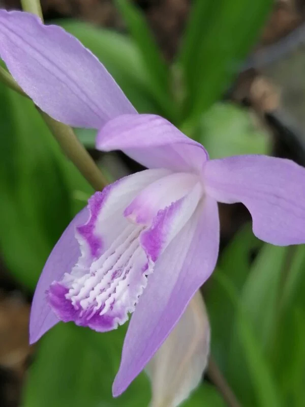 Primulina Candy, foto 3