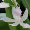 Calanthe Takane hybrid, foto 2