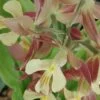 Calanthe Takane hybrid, pianta da esterno