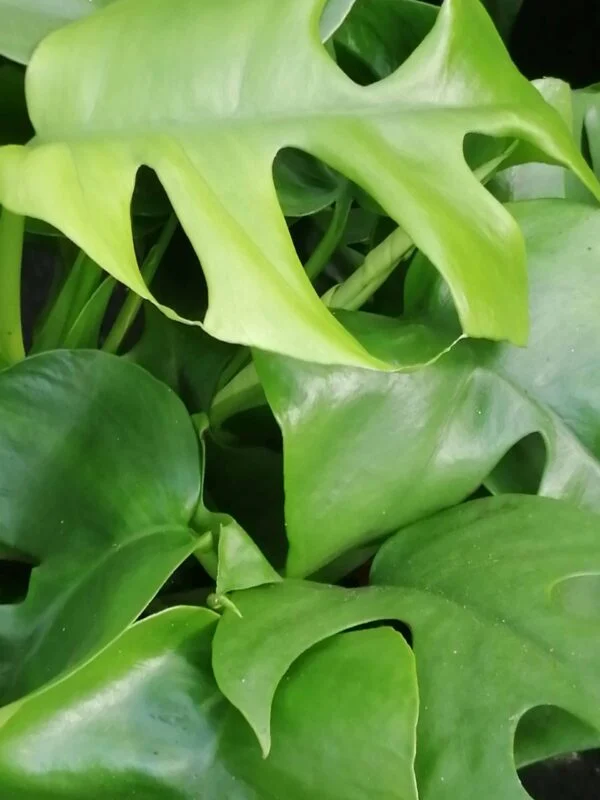 Scindapsus pictus, pothos d'argento, foto 20