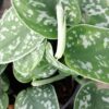 Scindapsus pictus, pothos d'argento, pianta da interno
