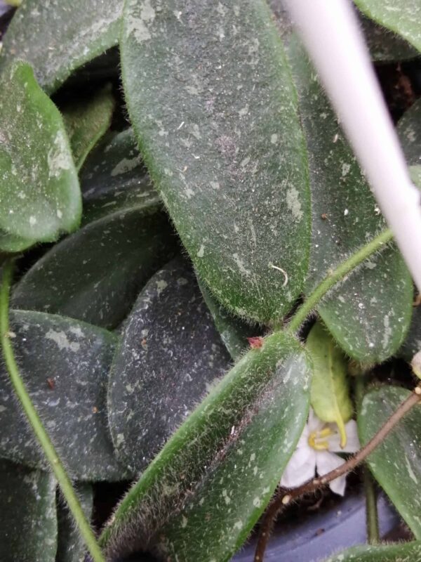 Hoya wayetii, foto 4